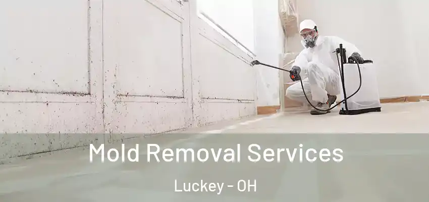  Mold Removal Services Luckey - OH