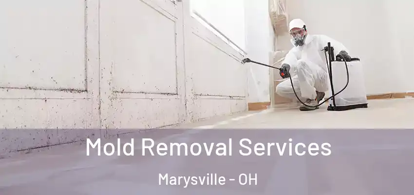 Mold Removal Services Marysville - OH
