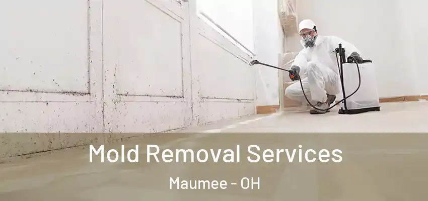  Mold Removal Services Maumee - OH
