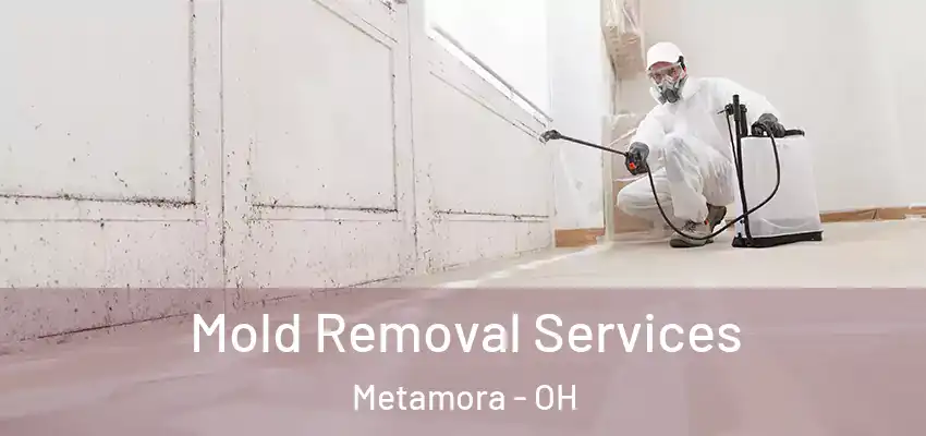 Mold Removal Services Metamora - OH