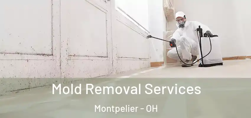  Mold Removal Services Montpelier - OH