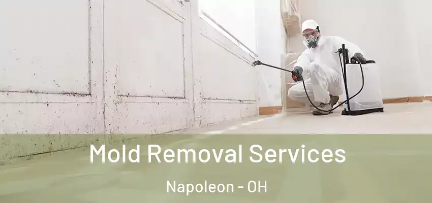Mold Removal Services Napoleon - OH