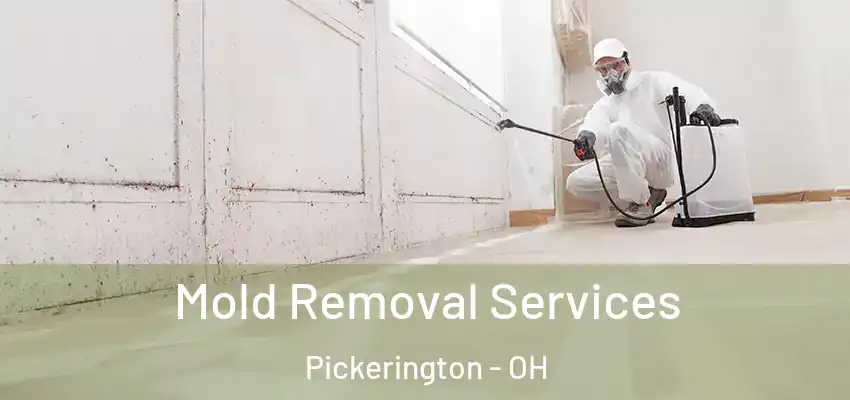  Mold Removal Services Pickerington - OH