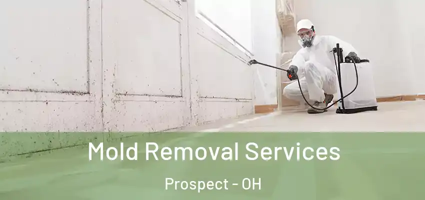 Mold Removal Services Prospect - OH