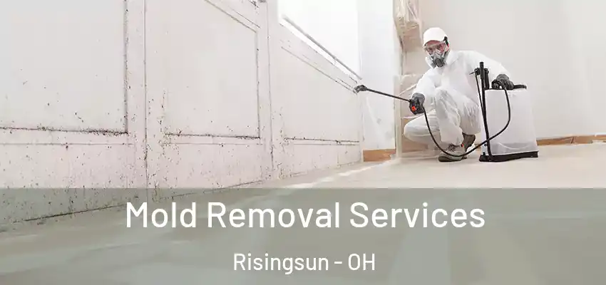  Mold Removal Services Risingsun - OH