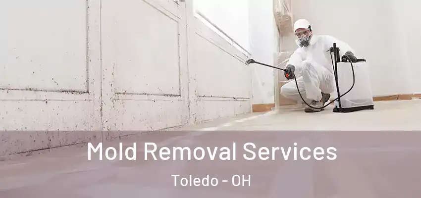 Mold Removal Services Toledo - OH