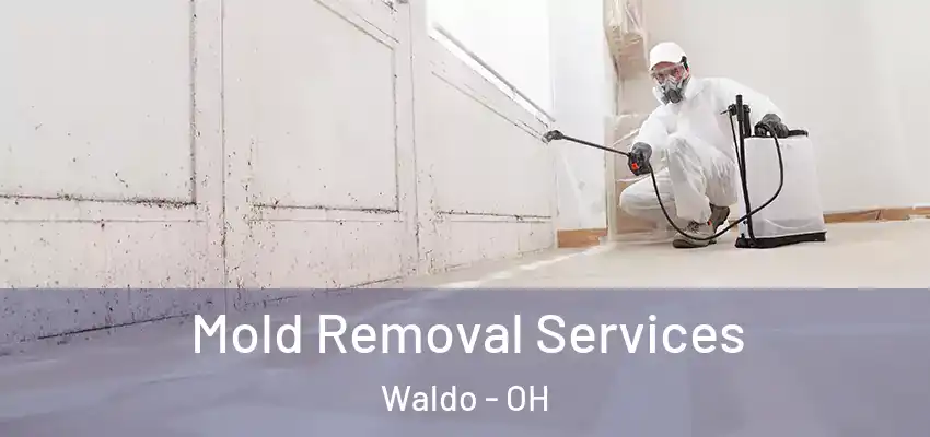 Mold Removal Services Waldo - OH