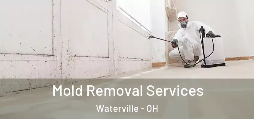  Mold Removal Services Waterville - OH