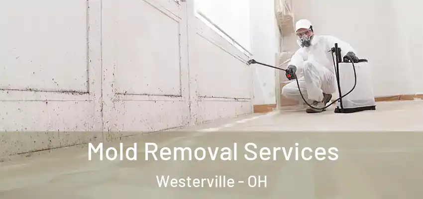 Mold Removal Services Westerville - OH